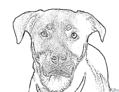 rottweiler Páginas Para Colorear Para Imprimir